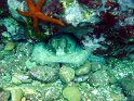 DSC05138 - Poulpe~